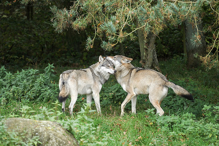 狼队户外野在大自然中玩耍危险的图片