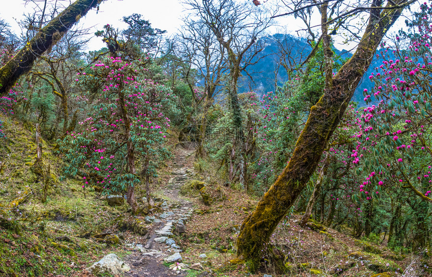 旅行尼泊尔春日Rhododendentron森林的景象山丘跋涉自然图片