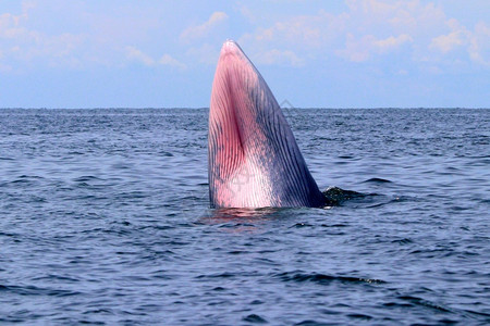 吃鲸哺乳动物泰国湾的Brydersquos鲸或Edenrsquos鲸吃背景