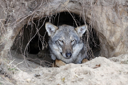 哺乳动物山洞中的狼户外肖像图片