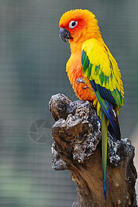 有色黄鹦鹉太阳康乐阿尔瑞达索斯蒂提亚里站在日志上鸟宠物锥体图片