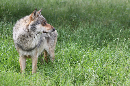 大自然中的狼肉食动物野生狼群图片素材