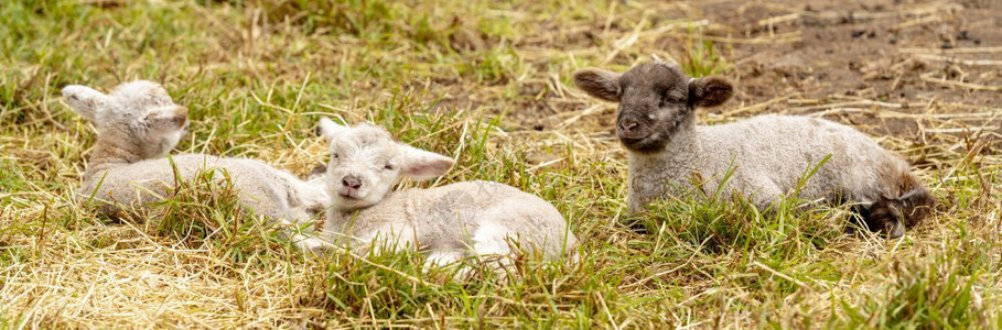 草新出生的可爱春羊羔躺在田里休息春天草地图片