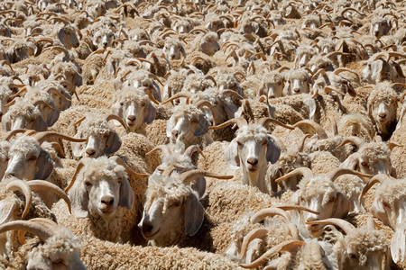 Angora山羊挤在南非一个农村场的棚子上动物农田天图片