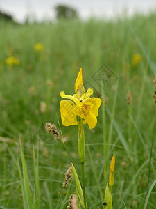 自然植物群盛开绿沼泽背景下的大黄花伊瑞斯Iris图片