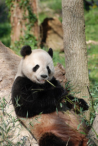 美丽的吃零食自然摄影熊靠在一棵树上吃竹子图片