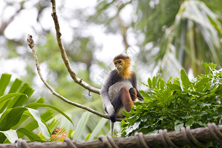 树灵长类动物在柬埔寨的森林中与红色棚屋Douc一起自然猴高清图片素材