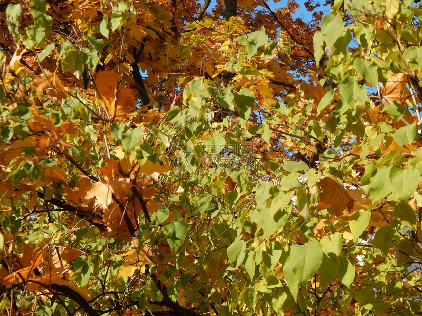 秋树木叶的纹理落下颜色叶子图片