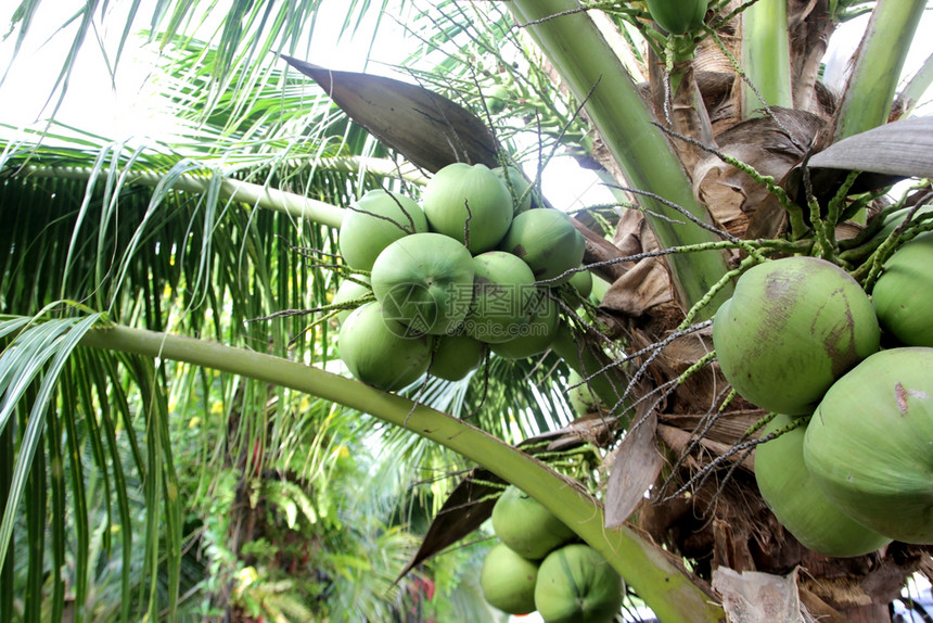 年轻的多汁市场椰子树上堆成的年轻椰子图片