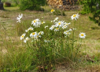 野花瑞典瓦尔姆兰市夏季中春花一群小仙子美丽的团体图片