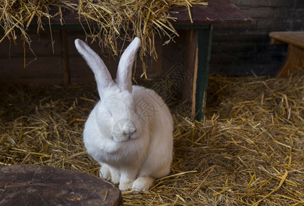 稻草中一只大白兔子图片