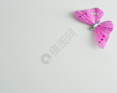 庆典礼物用于白色背景隔离装饰的紫色丝蝴蝶庆祝图片