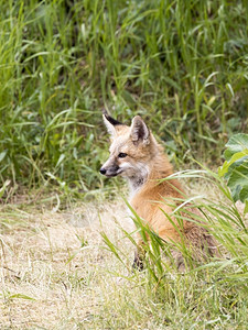 哺乳动物县少年草丛中小狐狸的剖面图怀俄明州高清图片素材