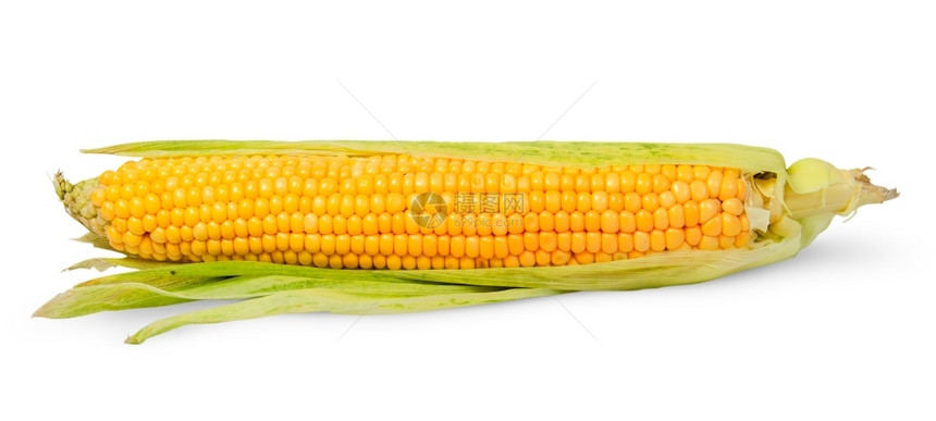 白底孤立的玉米单半削耳朵白本绿色叶子玉米棒图片