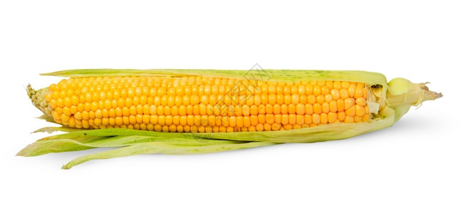 白底孤立的玉米单半削耳朵白本绿色叶子玉米棒高清图片