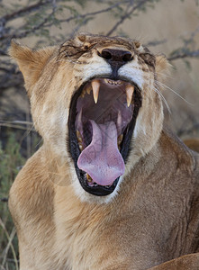 博茨瓦纳萨武提地区的豹女狮子Leo一种旅行动物群图片