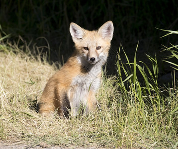 杰克逊婴儿黑底草地的小狐狸动物肉食动物高清图片素材