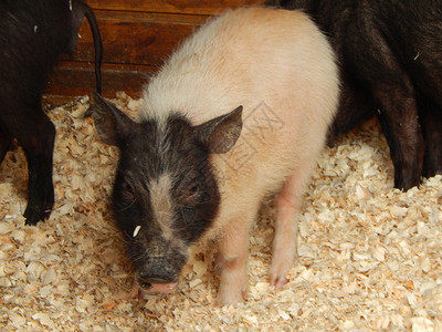 黑暗的荒野哺乳动物农场的养猪里有和野图片
