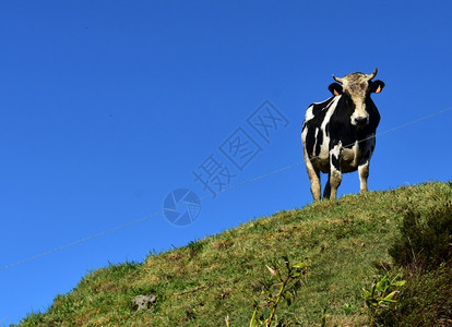 农场家畜动物一只成年黑白母牛站在山顶上图片