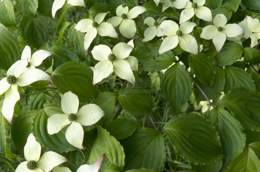 树枝花朵沃斯霍滕荷兰尔肖顿Duivenvoorde庄园盛开的狗林图片