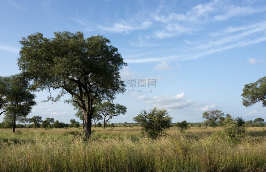 树木南非洲Kruger公园自然特动物荒野图片