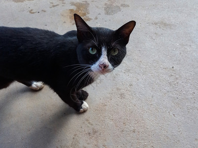 眼睛流浪猫在人行道上动物白色的图片