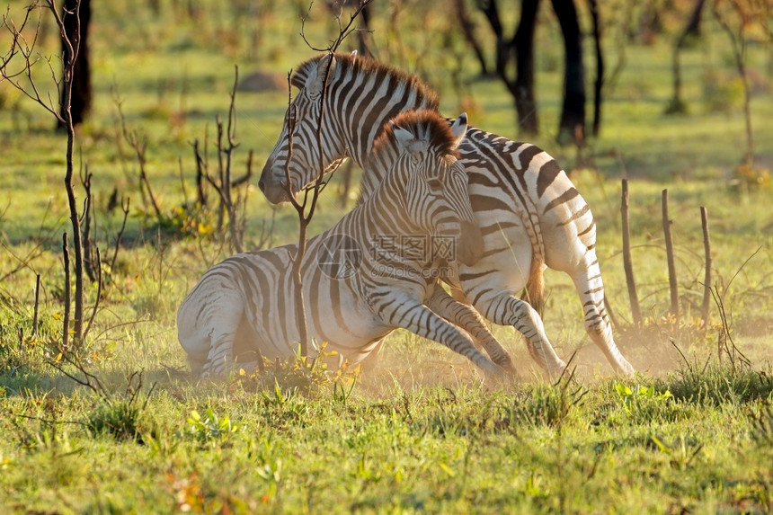 两个平原斑马种EquusBurchelli战斗南非草食动物洲人种图片