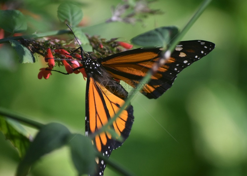 引人注目橙色君主蝴蝶上宽阔的翅膀棕色马利筋蝴蝶图片