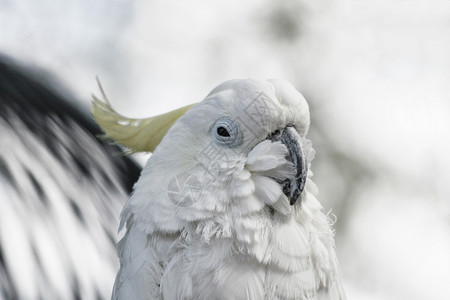 插图动物园金刚鹦鹉墨西哥的红色蓝鹦鹉图片