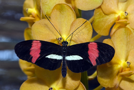 海利科尼乌斯在荷兰克拉曼的蝴蝶花园克拉默达姆蛾昆虫图片