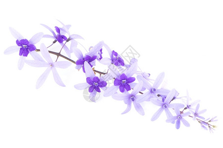植物装饰紫葡萄花砂纸藤或紫壁白底孤立的紫松树和花盛开背景图片