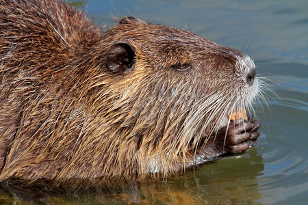 海狸鼠或在南美洲自然栖息地觅食蒺藜美国户外图片