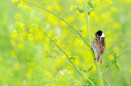 男丰富多彩的野生芦苇鹀Emberizaschoeniclus栖息在黄色植物中动动物高清图片素材