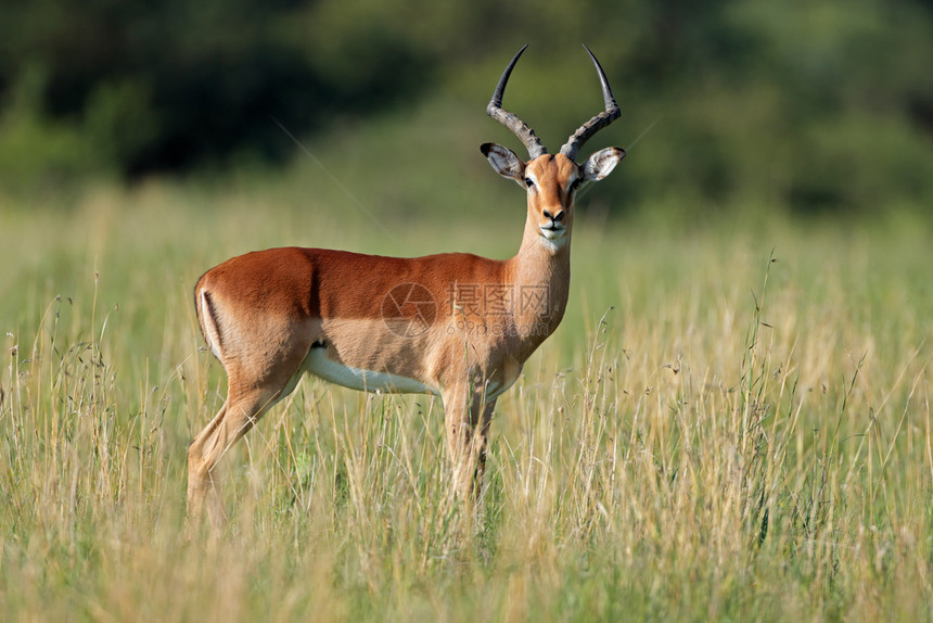 南非自然栖息地的Aepycerosmelampus羚羊有角的环境图片