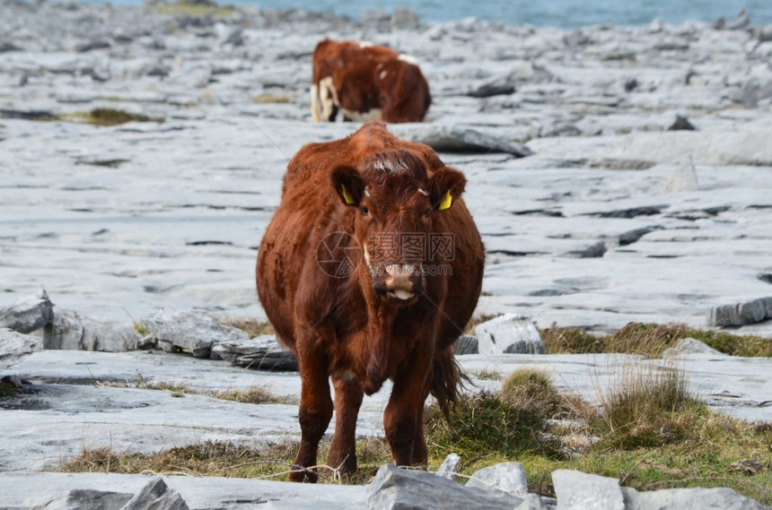 克莱尔郡爱兰人Burren公园内可爱的毛皮牛农村图片