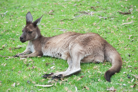 单身的在草地上躺着休息的澳洲人袋鼠动物可爱的图片