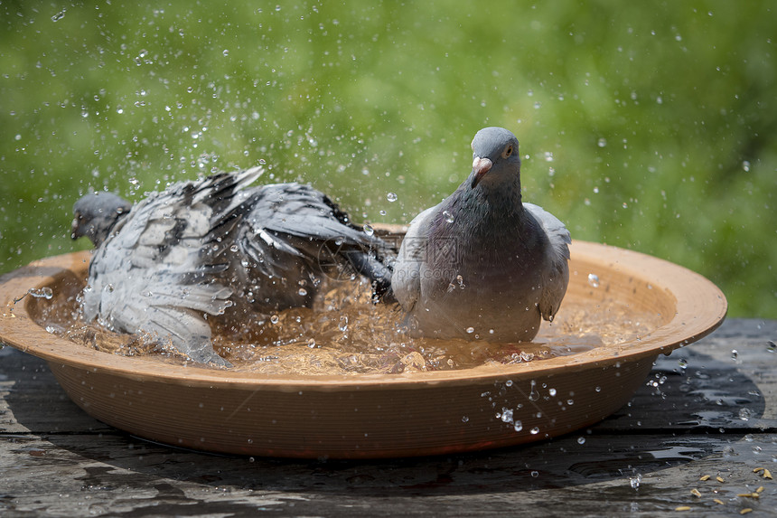 溅自由起养鸽鸟在水碗里洗澡图片