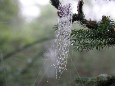 外网树林自然界蜘蛛网的完美滴雨背景