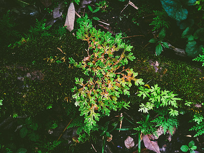 森林云杉雨中的野生植物和苔叶子图片
