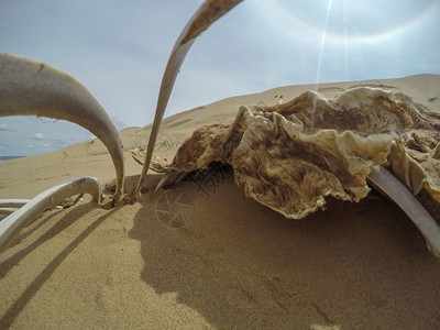 死的螃蟹蒙古戈壁沙漠的骆驼骨绿色图片