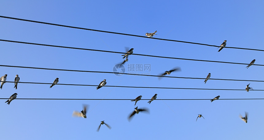 团体数组燕子坐在电线上后面有蓝色的天空电缆照片图片
