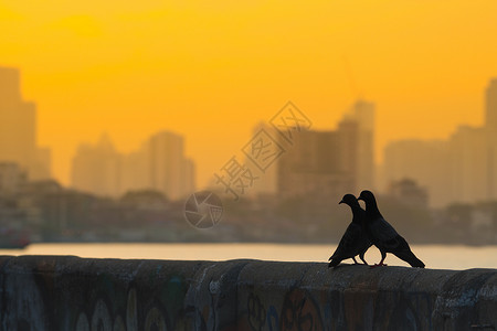 晚上八哥自然两只鸟在曼谷城市的早晨墙上挂着两只鸟图片