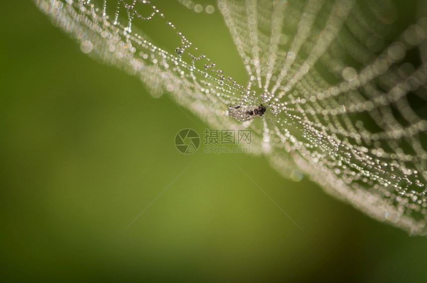 雨后的蜘蛛网图片