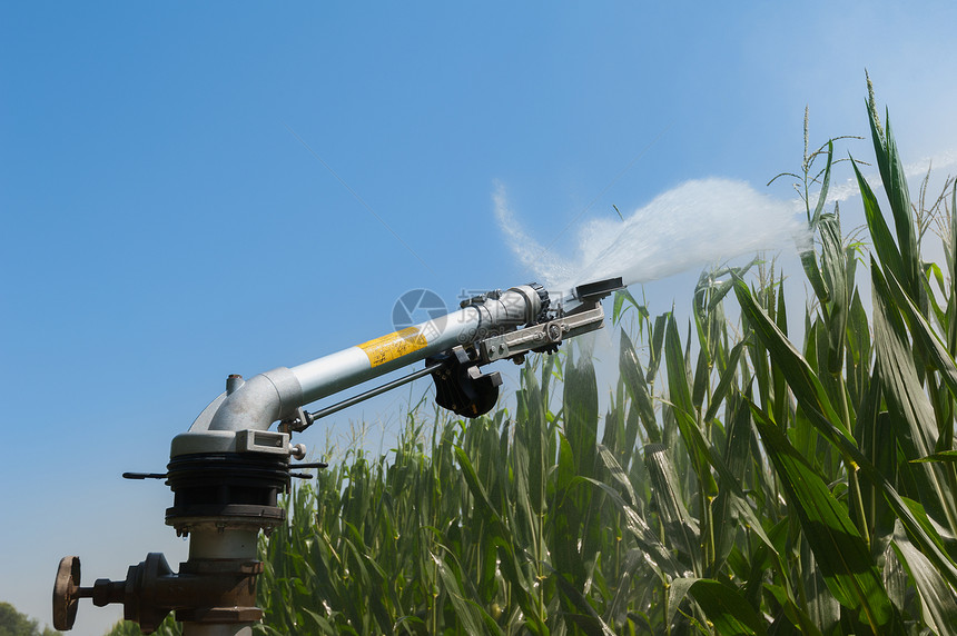 洒水器玉米田喷洒的泵抽装置在玉米田用水喷洒器现场抽纳达林植物图片