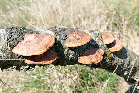 季节树桦木Birch蘑菇图片