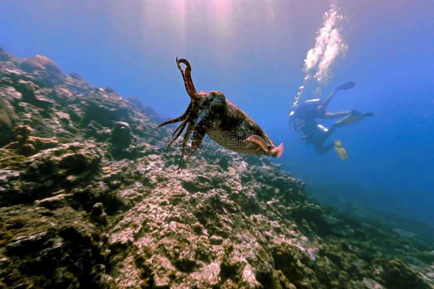 生物自然章鱼浅光线珊瑚礁上的好奇锥墨鱼图片