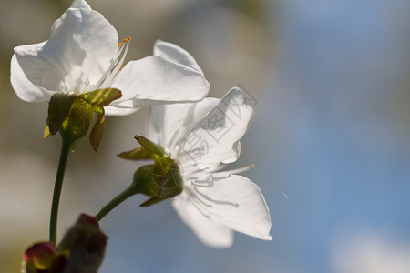 新鲜一棵开花樱桃树的分枝有一棵开花樱桃树的分枝瓣植物群图片
