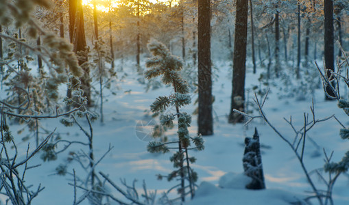 冬季风景与松林和日落雪覆盖花图片