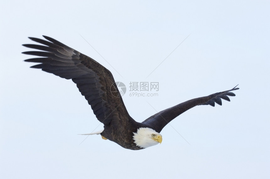 美洲秃鹰飞行时翅膀张展蓝天空背景阿拉斯加秃鹰号亨德森阿维斯生物图片