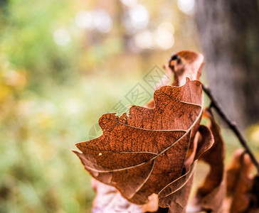 枯树叶背景图片